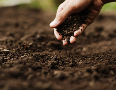 Alimentación consciente